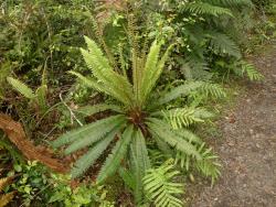 Blechnum discolor. Mature plant with a rosette of prostrate sterile fronds and a central cluster of longer, erect, fertile fronds.
 Image: L.R. Perrie © Leon Perrie CC BY-NC 3.0 NZ